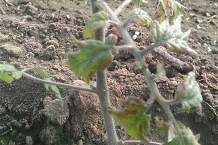 番茄冻害防治要点