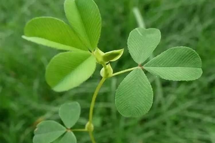 苜蓿草北方种植季节