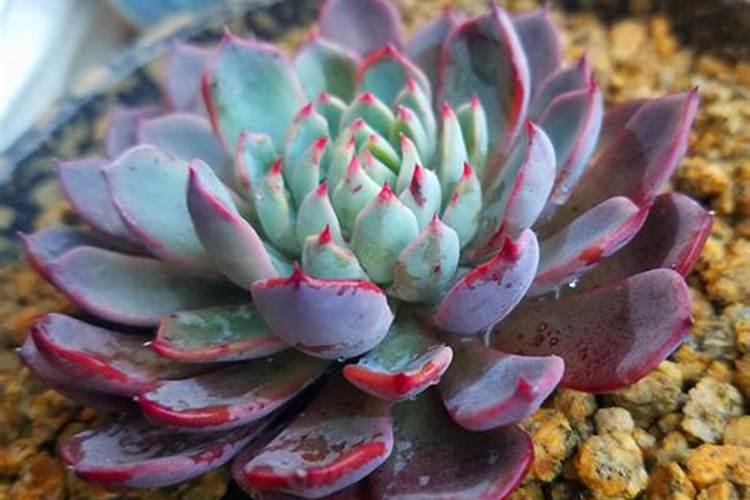 尿素可以浇多肉吗