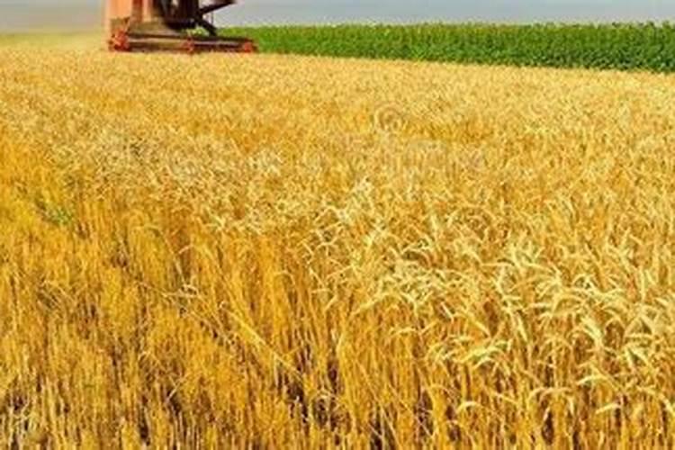 小麦底肥如何选择？复合肥和磷酸二铵哪个好？每亩用量怎么定？