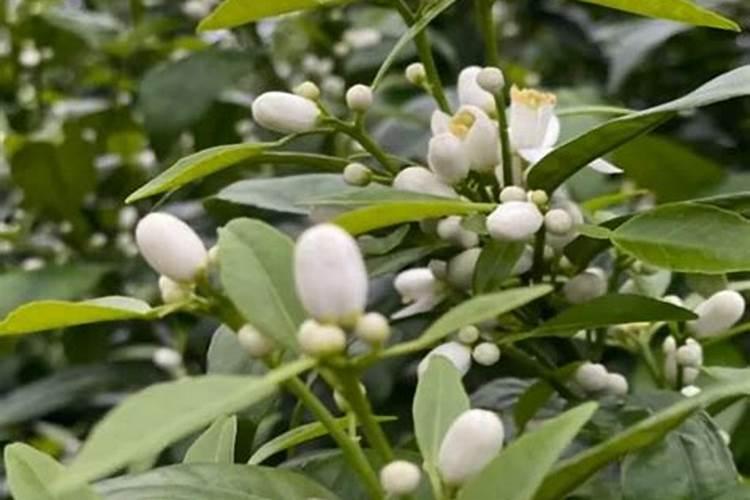 花椒树能用芸苔素吗？