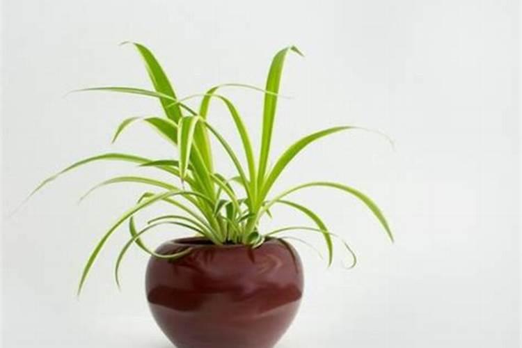 树木移植为什么用生根液