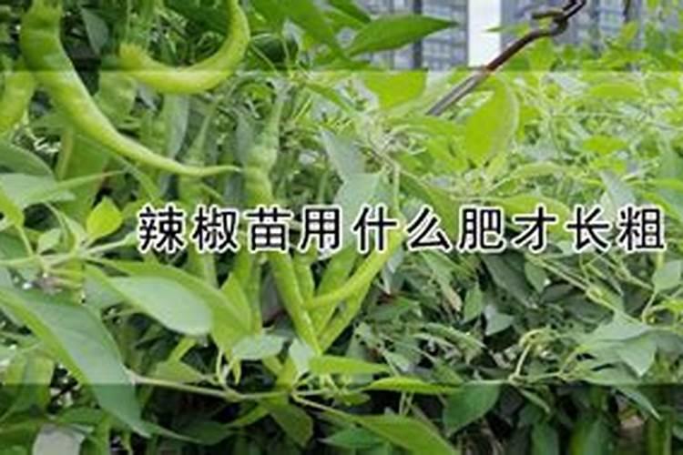 树苗用什么肥料长的粗长的快？
