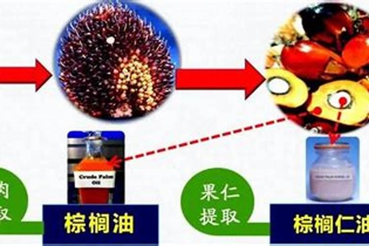...花花期很长,开花鲜艳,11月养盆长春花,如何管理才能苗壮开花多呢？