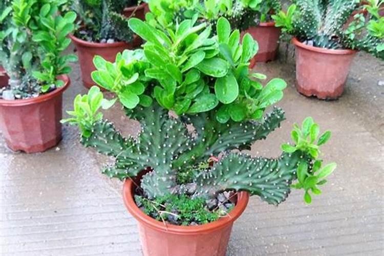 种植麒麟花需要用什么肥料