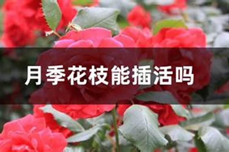月季什么时候施肥比较合适
