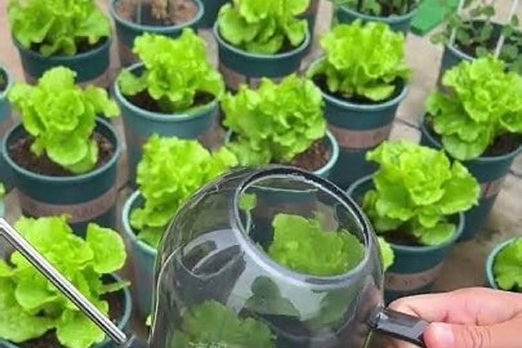 昙花施肥用什么肥料,长花蕾的时候可以施肥吗