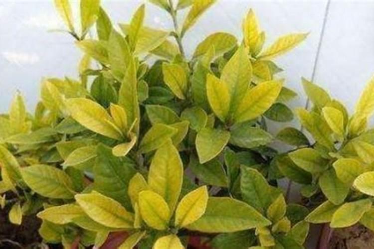 花叶子发黄用什么肥料 ？10种原因对症下药