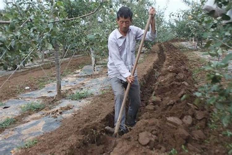 金弹子叶片发黄是什么问题