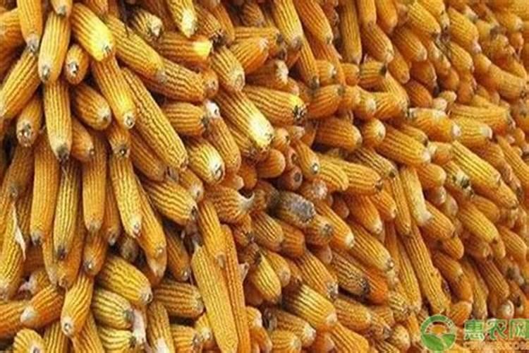 种玉米大概一亩收入多少