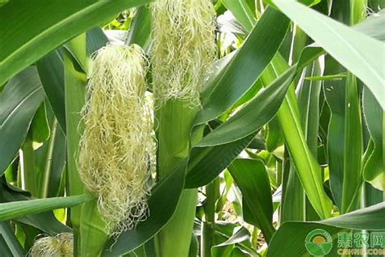 红四方玉米专用复合肥多少钱一吨？