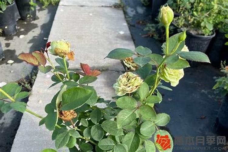 月季花如何养殖(让月季爆盆的6个技巧)