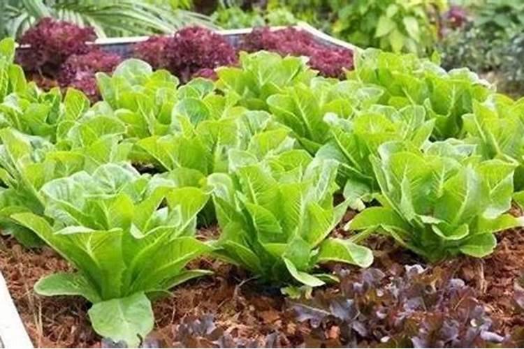 蔬菜浇什么肥料最好