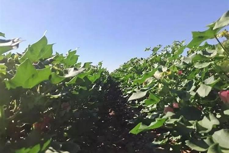 棉花怎么使用叶面肥 棉花施肥方法介绍