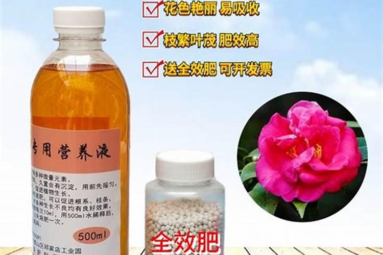 茶花施什么肥最好