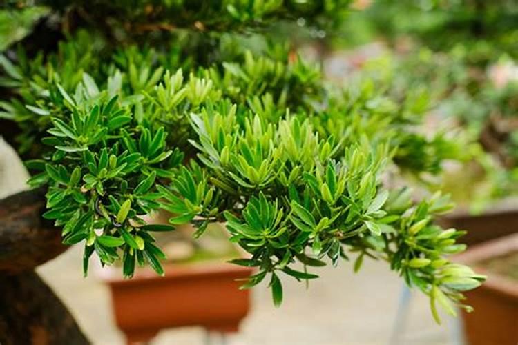 一盆花放几粒复合肥合适、一盆花用多少复合肥