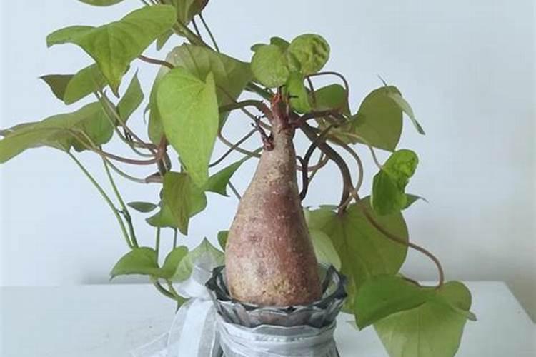 红薯什么时候用草木灰罐产量最高呢