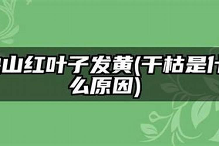 映山红叶子变黄了,应用什么处理？
