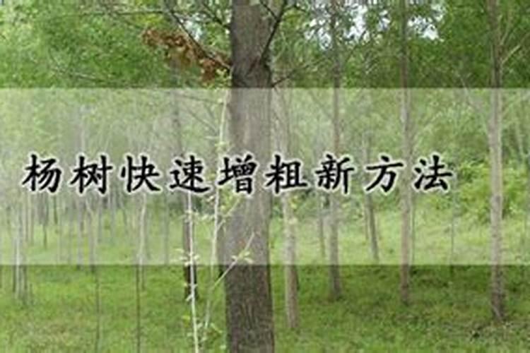 杨树施什么肥长得最快,怎么施肥？需要离树多远