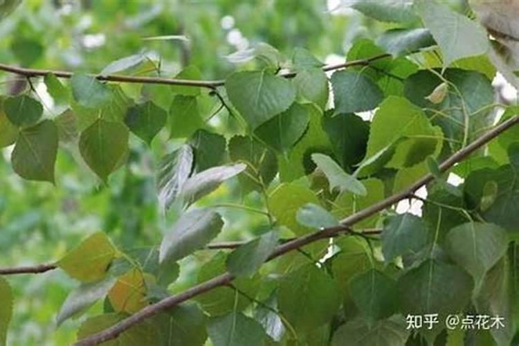 杨树施什么肥长得最快