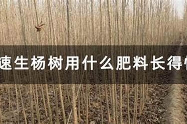 速生杨树用什么肥料长得快