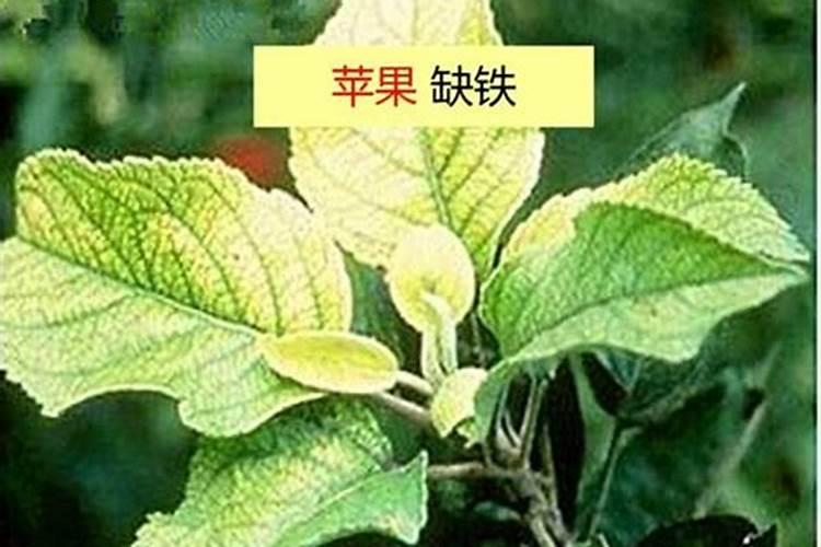 怎么提高苹果果面亮度