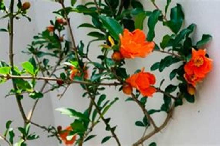 石榴盆栽不发芽怎么办？