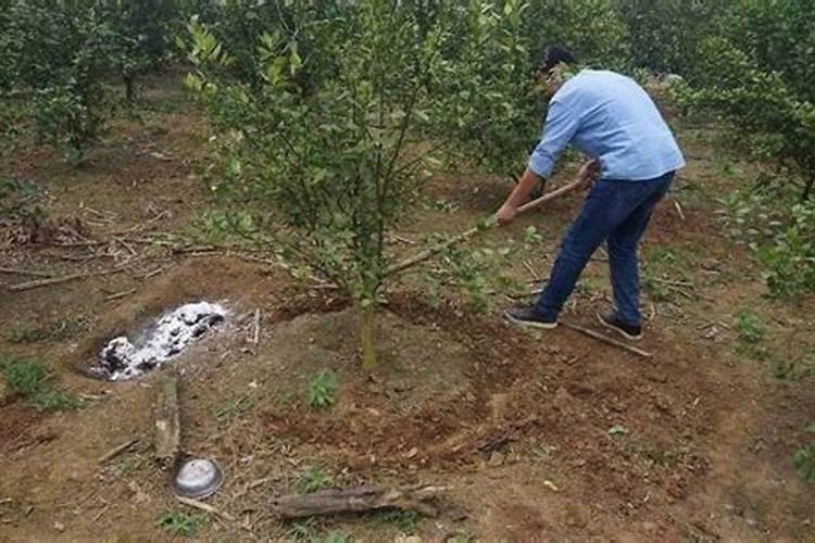 果树施肥怎样挖坑？果树选什么水溶肥好？