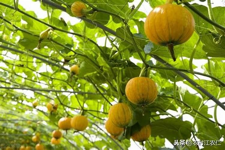 含氨基酸水溶肥料作用