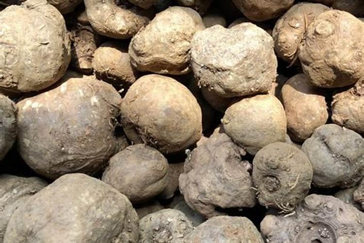魔芋种植技术及施肥要点 如何养护才能高产