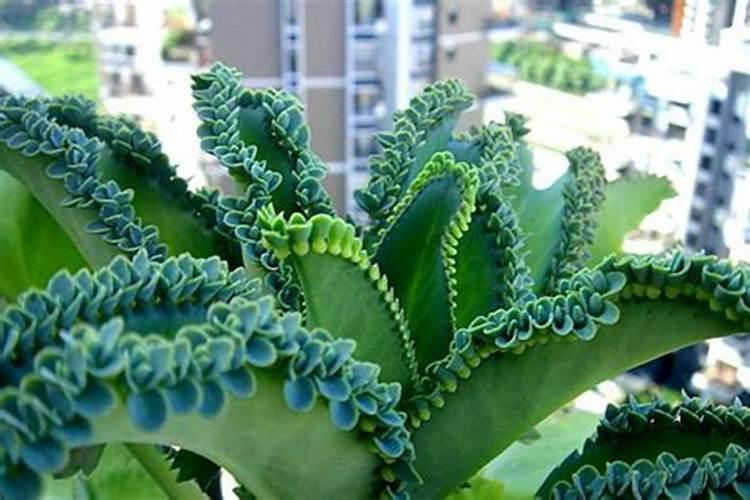 落地生根什么时候开花
