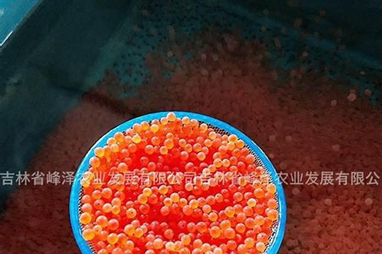 陵水海鲜市场有哪些新鲜的海鲜种类？