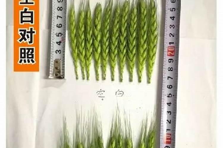 三个二十大量元素水溶肥喷施小麦一亩地最多用多少克