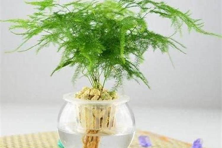 鸿运当头不生根怎么办