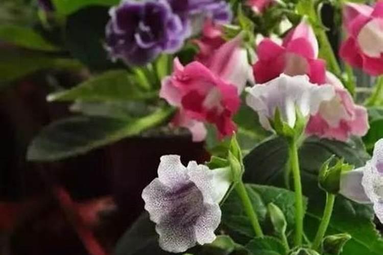 大岩桐开花时用什么肥