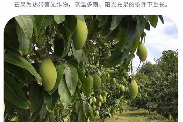 芸苔素的作用和使用方法