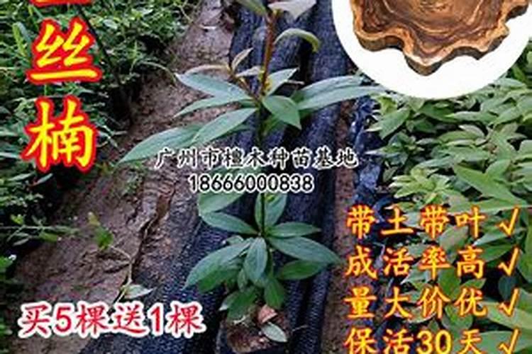 怎么样种植金丝楠木小苗？
