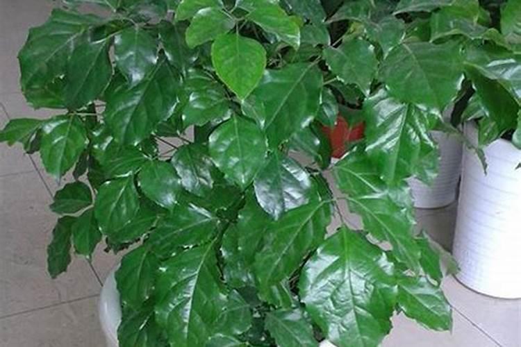 绿宝树种植技术