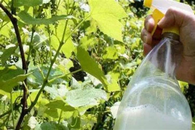 长期用腐植酸浇花会怎样