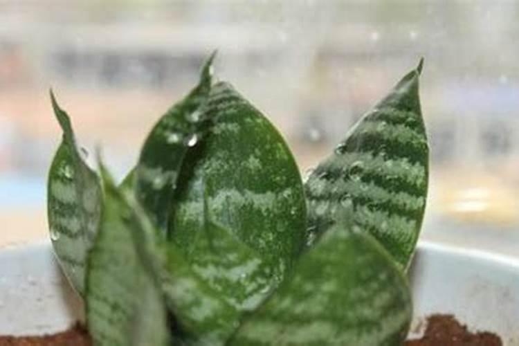 怎么让虎皮兰叶子更绿