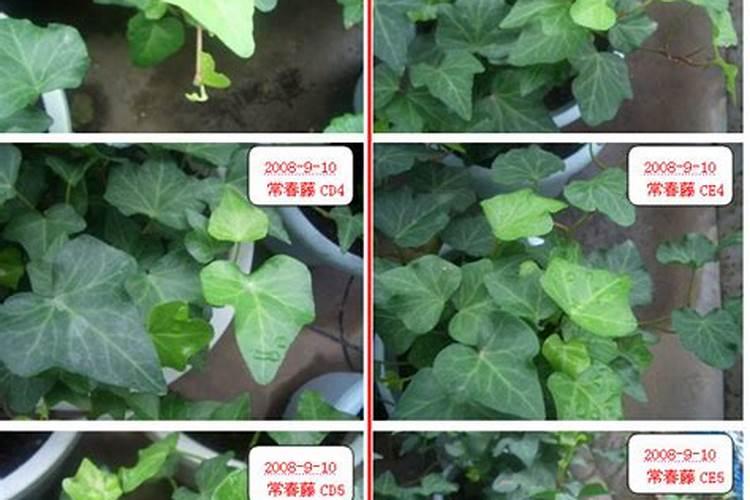 紫藤什么时候可以施肥
