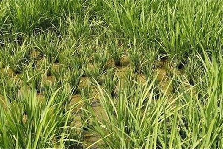 【水稻发生僵苗的原因及防治措施】水稻僵苗