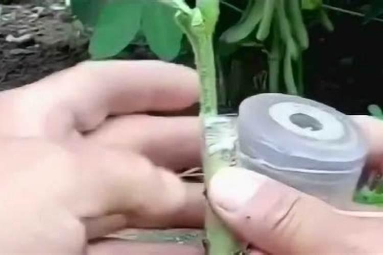 大豆叶面肥的喷施技巧及注意事项