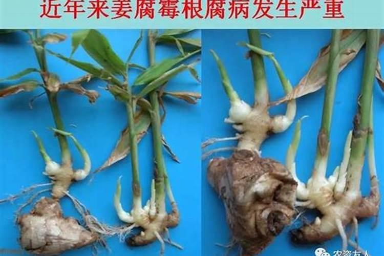 白绢病最怕三个药