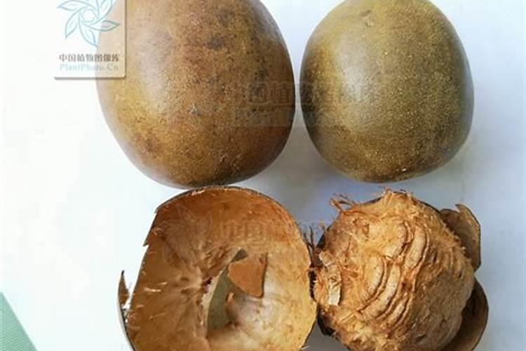 罗汉果怎么防虫