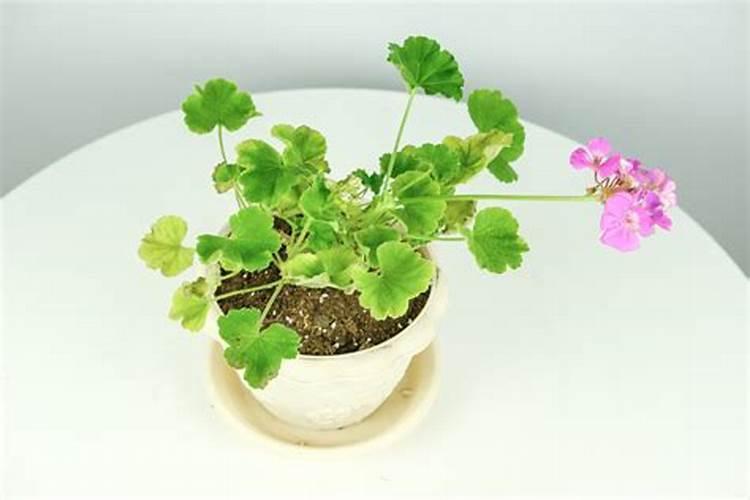 天竺葵怎样施肥