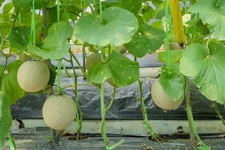 虫螨腈不能与什么杀菌剂混用