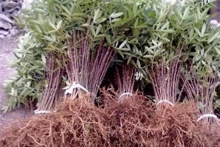 花椒树上尿素有什么好处？