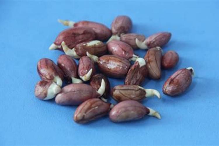 花生追钙肥什么时候最好？该如何进行追钙？