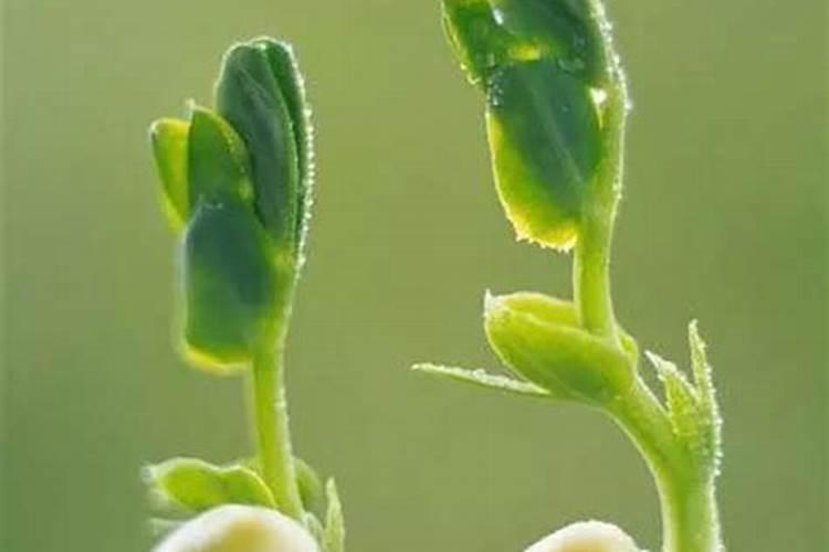 花生补钙的最佳时期是什么时候 补钙对产量有影响吗 谢谢